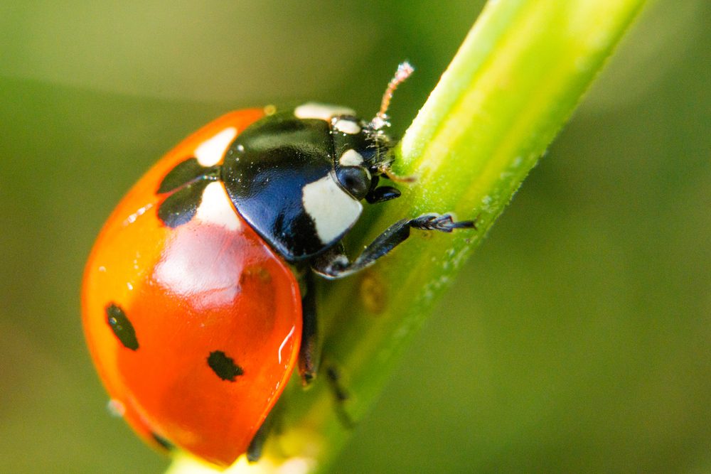 red ladybug